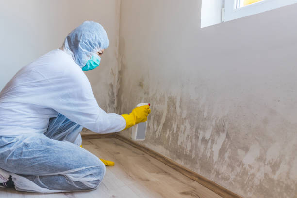 Licensed Mold Remediation service in Galesville, MD - WQB Mold Removal